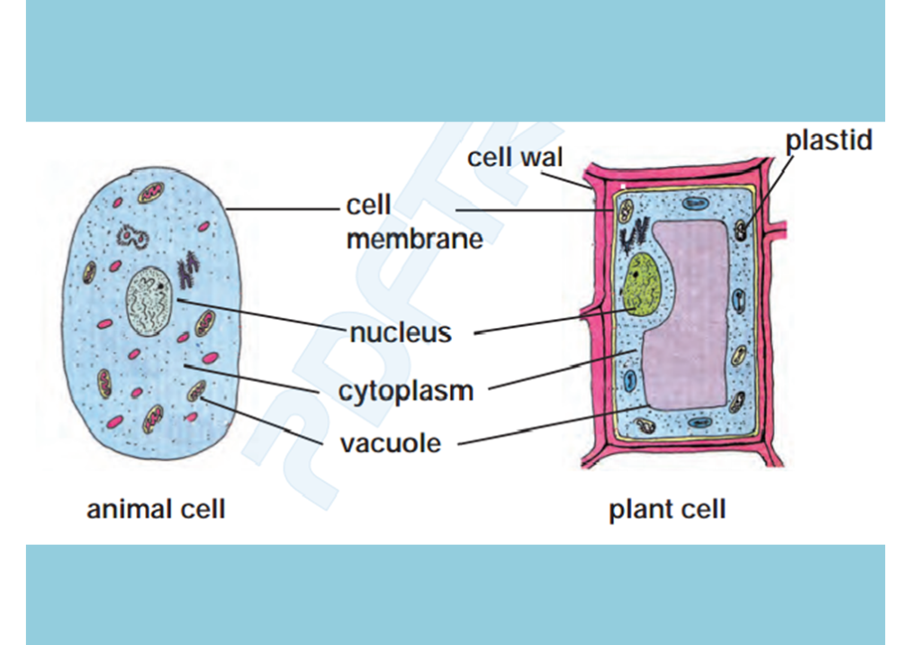 The Cell: Class VI – Science notes